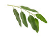Branch of Eucalyptus leaves isolated on white background