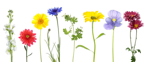 Poster - Different beautiful flowers isolated on white, set