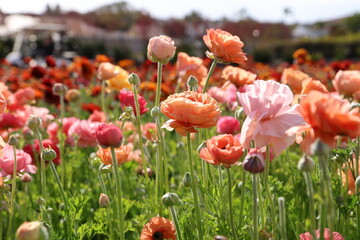 Poster - pastel ranunculus 