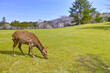 春の青空が広がる奈良市奈良公園、桜咲く公園内の草原で草を食べる野生のシカ
