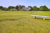 Fototapeta Na sufit - 春の青空が広がる奈良市奈良公園、桜咲く公園内と野生のシカ達
