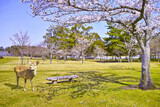 Fototapeta Na sufit - 春の青空が広がる奈良市奈良公園、桜咲く公園内と野生の横を見つめるシカ
