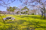 Fototapeta Na sufit - 春の青空が広がる奈良市奈良公園、桜咲く公園内の野生の二匹のシカ
