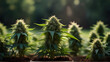 Growing plants of marijuana outdoors