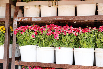 Wall Mural - pink ranunculus fields 