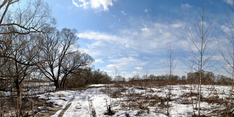 Poster - Spring walk through the forest, beautiful panorama.	