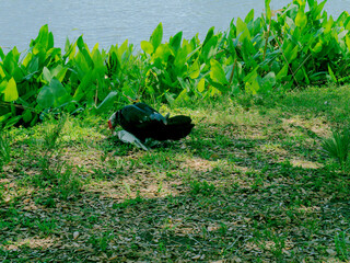 Mallard ducks mating green grass beside a lake, Wide view in bright sunshine with green grass and bushes. No people copy space in Florida. Sunshine and shade.
