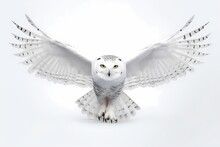 Majestic Snowy Owl In Flight, Wings Outstretched In Silent Grace, Isolated On White Solid Background