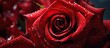 A vibrant red rose is adorned with glistening dew droplets, enhancing its natural beauty