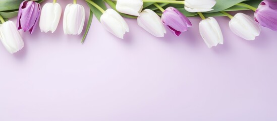 Wall Mural - Arrangement of elegant tulip flowers in shades of purple and white contrast beautifully against a soft pink backdrop.