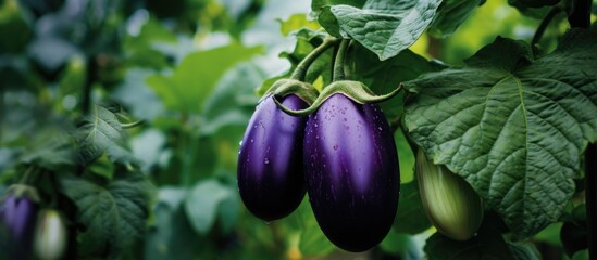 Canvas Print - Pair of eggplants flourishing on the vine in a lush garden setting