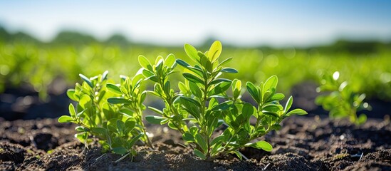 Sticker - An up-close view of a vibrant plant in a vast field under a clear blue sky