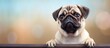 Curious pug dog standing and looking over a wooden railing