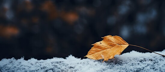 Wall Mural - Close-up view of a single leaf resting on a surface covered with snow, emphasizing the contrast of textures