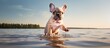 Adorable pup of French Bulldog breed stands at water's edge, playfully raising a paw