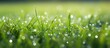 Lush green grass covered in tiny water droplets, creating a refreshing and vibrant natural image
