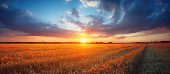 Sticker - The golden wheat field radiates warmth as the sun sets in the background, casting a beautiful glow on the surroundings.