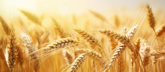 Canvas Print - Golden, ripe wheat ears in a sunlit field sway gently against a clear sky, ready for harvest