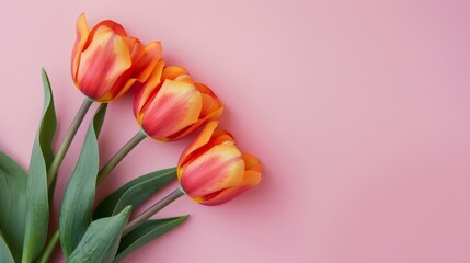 Wall Mural - Three orange tulips on pink background