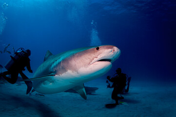 Wall Mural - tiger shark and diver