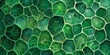 Micro shot of plant cells a greenery backdrop of a plants cell a background for nature or experimental product advertisement, Generative AI.
