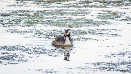 The water bird Great crested Grebe, Podiceps cristatus, swimming in the lake, and its cute babies riding on its back