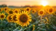 Sunflowers leading a farm yoga class, sun salutations at sunrise isolate on soft color background