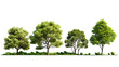 Green real trees on transparent background, Green tree isolated with cut out on forest or park
