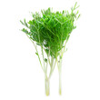 © panophotograph - close-up image of microgreens isolated, with a creative focus on the tiny, delicate leaves