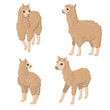 vector drawing llama, animals isolated at white background, hand drawn illustration