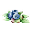 Blueberry heap with leaves watercolor illustration. Painted sweet blue ripe berries with green leaves element. 