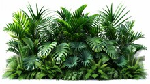 Tropical Leaves Foliage Plant Bush Floral Arrangement Nature Backdrop Isolated On White Background.
