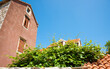 Green fine growing over terra cotta roof tiles with high plaster walled buildings Croatia