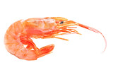 Fototapeta Kuchnia - Fresh shrimps isolated