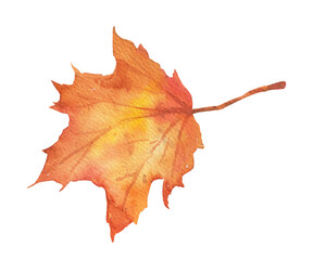 watercolor fall maple leaf on transparent background. hand drawn illustration isolated. autumn red f