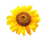 Fototapeta Kuchnia - Sunflower isolated on white background