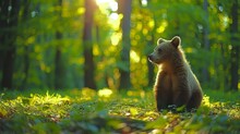  A Brown Bear Sits In The Forest, Sun Shines Through Trees Beyond