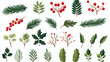 Flat vector set of Christmas plants. Holiday symbol