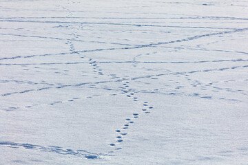 Wall Mural - Traces of people on white snow as a background