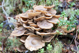 Fototapeta Uliczki - Armillaria mellea on an old stump, close-up