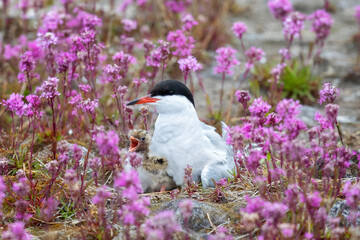 Wall Mural - Common tern with a chick sits on a nest among pink flowers, close up