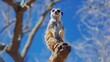 Meerkat on tree branch gazes upwards
