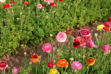 Wall Mural - mixed colors ranunculus 