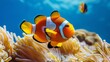 Clown fish swimming in tank with vibrant orange and white companion