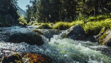 Rapid Mountain River In Spruce Forest Wonderful Sunny Morning In Springtime Grassy River Bank And Rocks On The Shore Waves Above Boulders In The Water Beautiful Nature Scenery