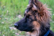 Close-up of the head of a long-haired German Shepherd puppy in profile.
