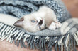 Little cat sleeping in gray knitted blanket