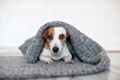 Dog lying under gray blanket