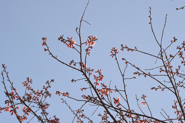 Wall Mural - Phaya suae flower or sakura flower in Thailand