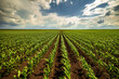 Expansive view of a green corn field stretching into the horizon under a dramatic cloudy sky